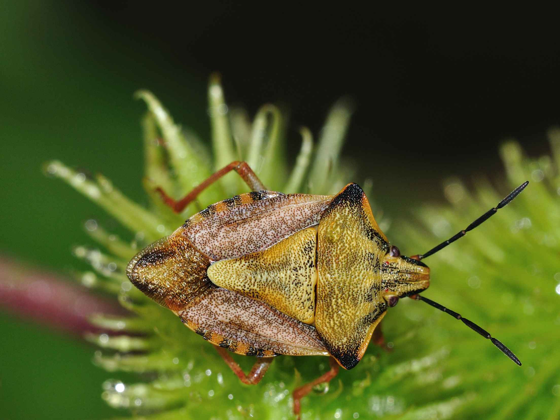 Carpocoris purpureipennis (AQ) e C.mediterraneus (Roma)